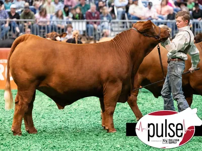cattle listing photo