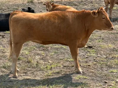 cattle listing photo