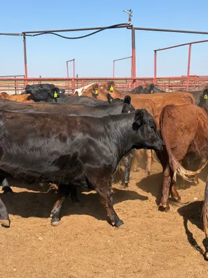 cattle listing photo