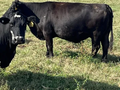 cattle listing photo