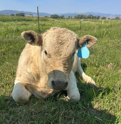 cattle listing photo