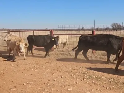 cattle listing photo