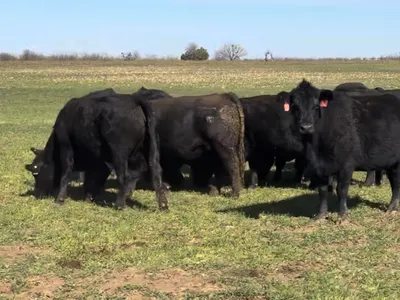 cattle listing photo