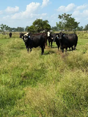 cattle listing photo