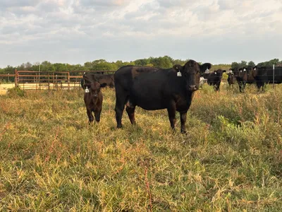 cattle listing photo