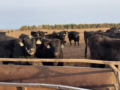 cattle listing photo