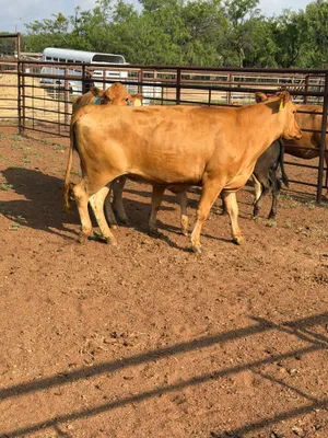 cattle listing photo