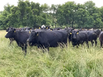 cattle listing photo