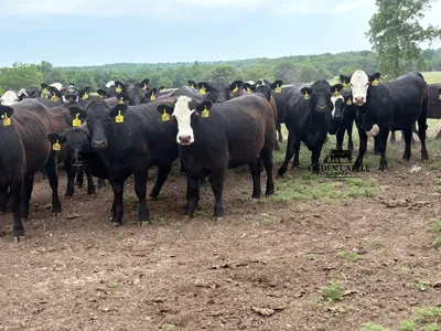 cattle listing photo