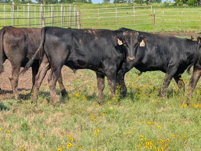 cattle listing photo