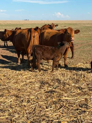 cattle listing photo
