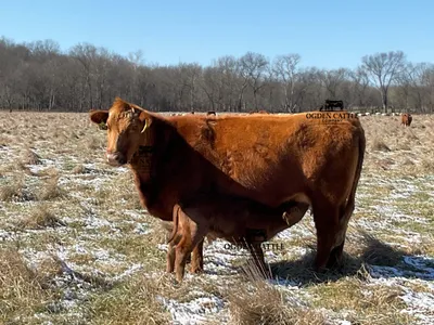 cattle listing photo
