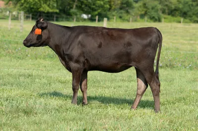 cattle listing photo