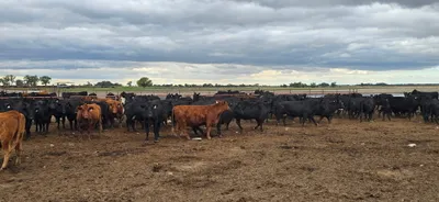 cattle listing photo