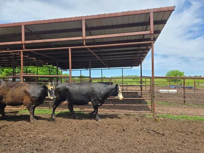 cattle listing photo