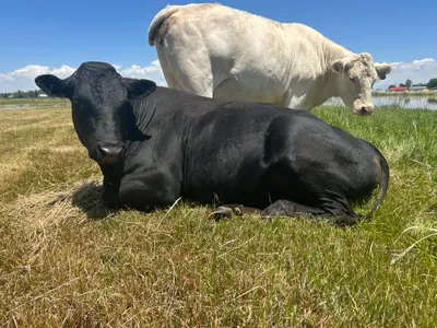 cattle listing photo