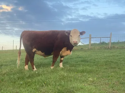 cattle listing photo