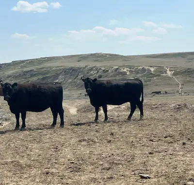 cattle listing photo