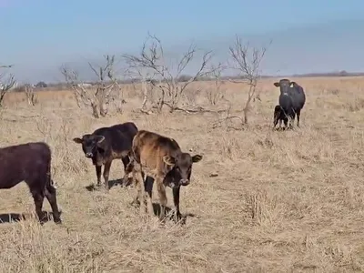 cattle listing photo