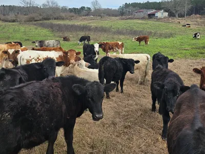 cattle listing photo