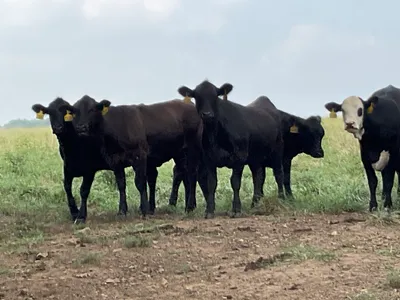 cattle listing photo