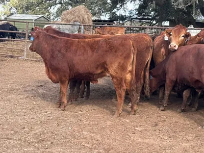 cattle listing photo