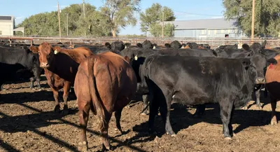 cattle listing photo