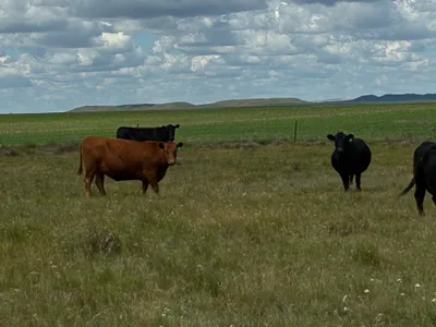 cattle listing photo