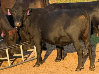 cattle listing photo