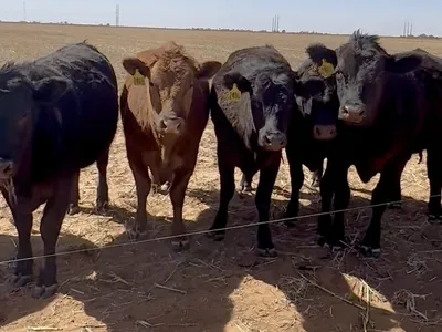 cattle listing photo