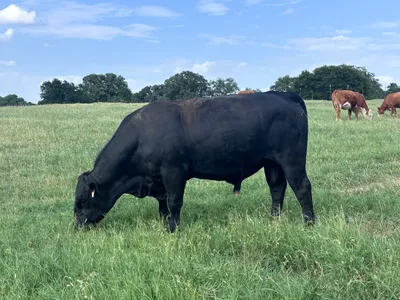 cattle listing photo