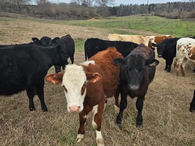 cattle listing photo