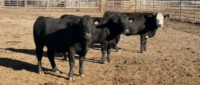 cattle listing photo