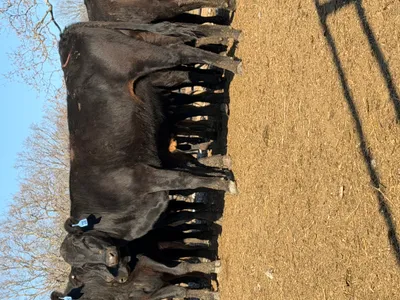 cattle listing photo