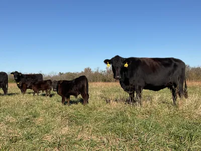 cattle listing photo