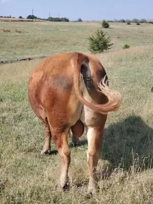 cattle listing photo