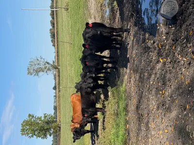 cattle listing photo