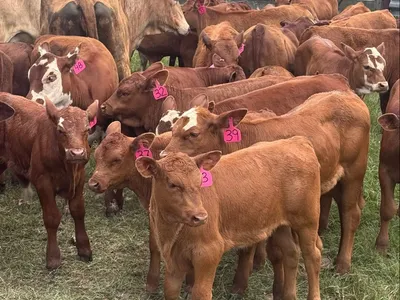 cattle listing photo