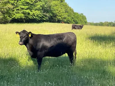 cattle listing photo