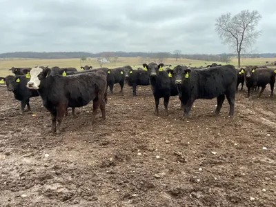 cattle listing photo