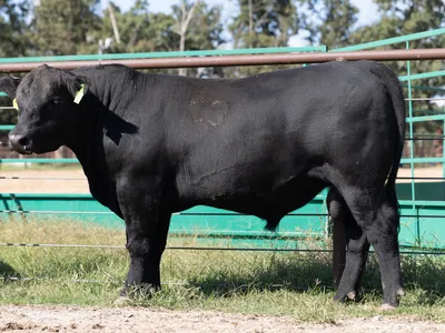 cattle listing photo