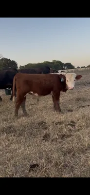 cattle listing photo
