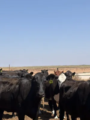 cattle listing photo