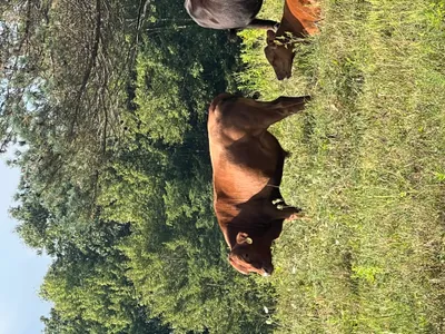 cattle listing photo