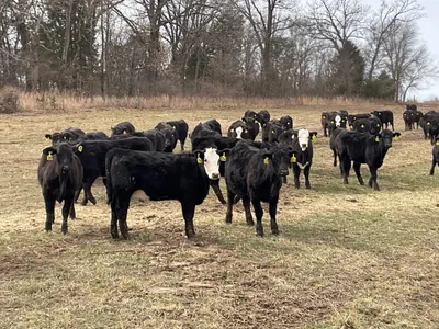 cattle listing photo