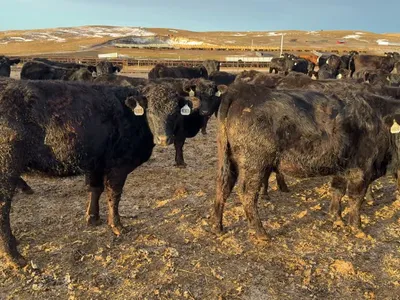 cattle listing photo