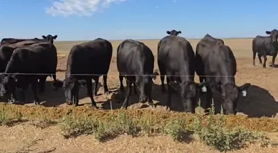 cattle listing photo