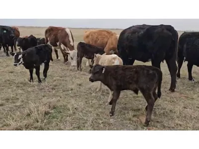 cattle listing photo