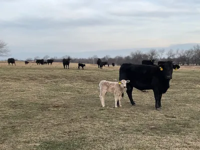 cattle listing photo