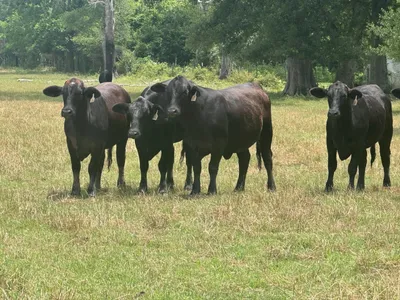 cattle listing photo